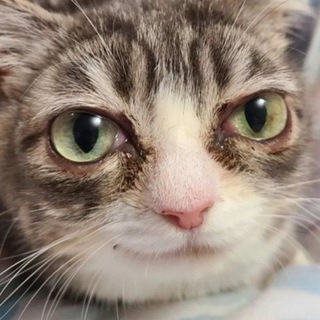 Логотип @sploinker - The Sploinky uhhh