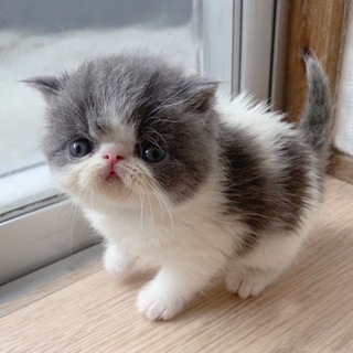 Логотип @sponzhiki - sponge cakes