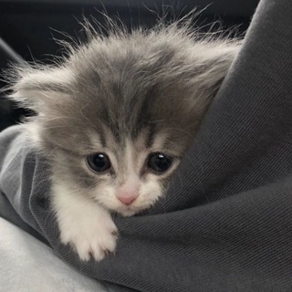 Логотип @spotytok - spotytok | тикток мод на айфон