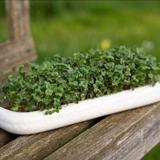 Логотип @sprossenliebe - Microgreens und Sprossen 🌱 Selbstversorgung auf der Fensterbank 🌿