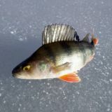 Логотип @spvstrim - Рыбалка для всех