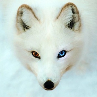 Логотип @spyuz - 😸 SPYUZ 🐈