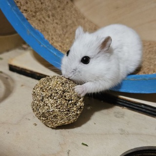 Логотип @squirrel_homa - 🐹 Содержание грызунов 🐹