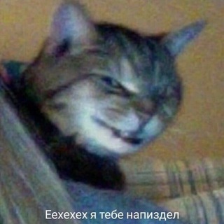 Логотип @srenkcats - СРУЩИЕ КОТЫ