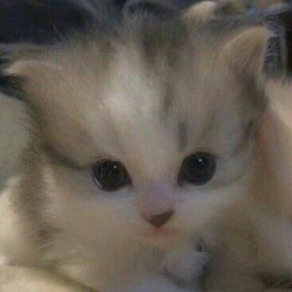 Логотип @sriptyotfuntika - Обмен Скинов на X2