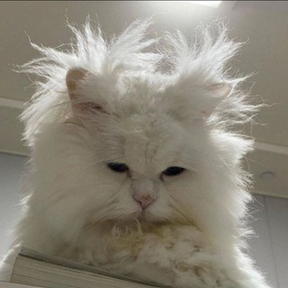 Логотип @ss_sennya - sennya
