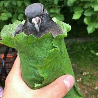 Логотип @ssanyynikto - голубятня