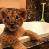 Логотип @sshk4 - Elfbar.if