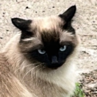 Логотип @ssilich_tatianich - Татьяныч_ссылыч_блох