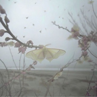 Логотип @ssokai - ssokaii архив!!