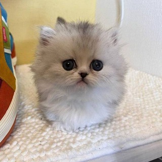 Логотип @ssqfsays - foopsay