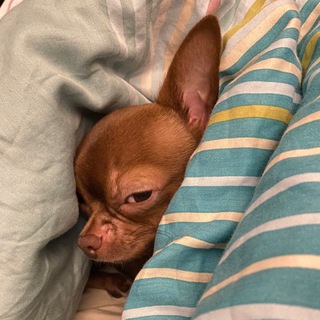 Логотип @sssssssssssssskskskshshskakal - КиноЧат Слэйтер