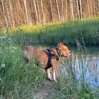 Логотип @stafamigos - Динозавриус Амиго🦖❤️‍🩹