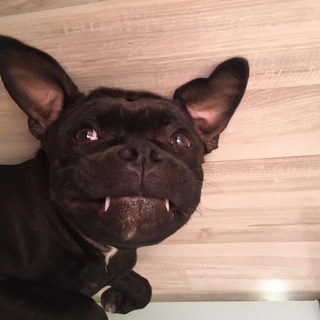 Логотип @staffbulka - staffbulka 🐶