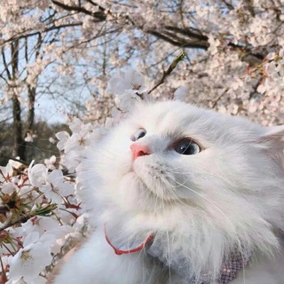 Логотип @stan1private - Берлога Барсика🐈