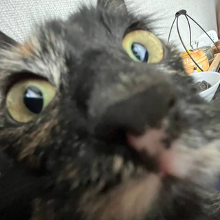 Логотип @standteat - Pchela House