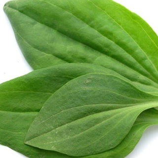 Логотип @startup_kb - В