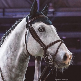 Логотип @statelyhorse - Продажа лошадей «STATELY HORSE”