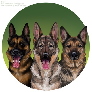 Логотип @stayassevernogokraya - Я и моя стая