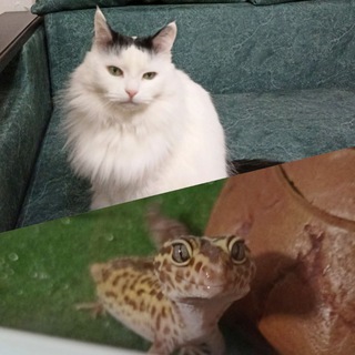 Логотип @stayzi4schannel - stayzi4's channel животные и другие существа