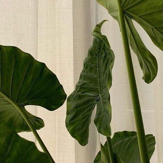 Логотип @stelly_chat - Lia Chat♡ | общение