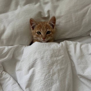 Логотип @stenkanosugar - Стенка без сахара