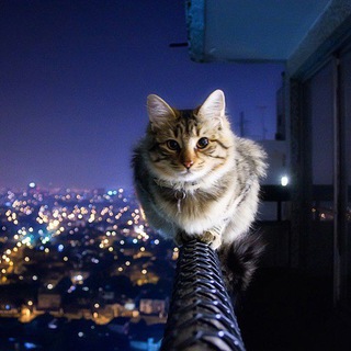 Логотип @stepanashish - Мурашки