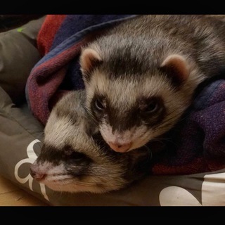 Логотип @stepanfirefighter - ✵ Стєпан ✞ Сімьон ✵