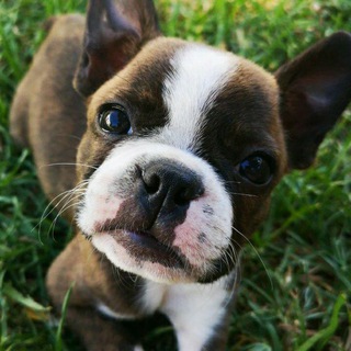 Логотип @stephanread56 - Почитай Стефаныча!