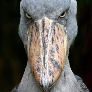 Логотип @sterv38 - Байкальский баклан