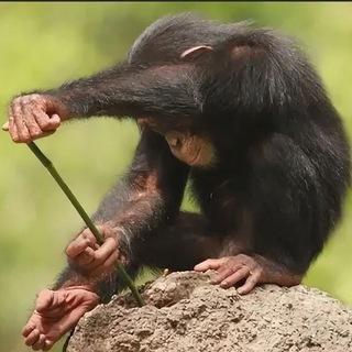 Логотип @sthdoing - Чё-то делаю