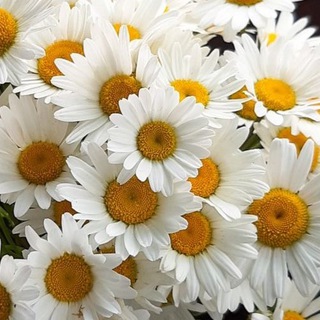 Логотип @stil_otkritki - Стильные открытки