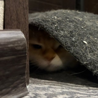 Логотип @stintnarezki - не нарезки стинта и котенок СТРАААААЙК