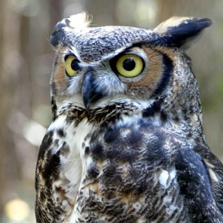 Логотип @stls0 - Стефанъ