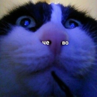 Логотип @stolencatsbyolga - вкрадені кiты