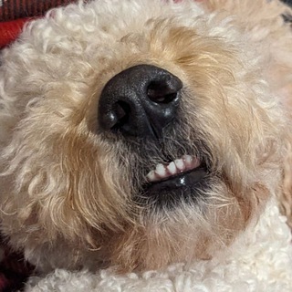 Логотип @stolendogsbyolga - вкрадені пси