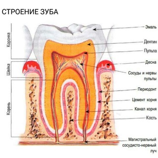 Логотип @stomatit - зуб tooth
