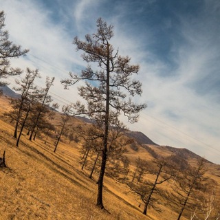 Логотип @stonespines - stones&pines