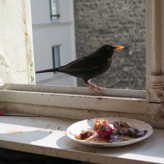 Логотип @stopdonat - Парижская правда