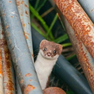 Логотип @stormpred - Штормовой предел.