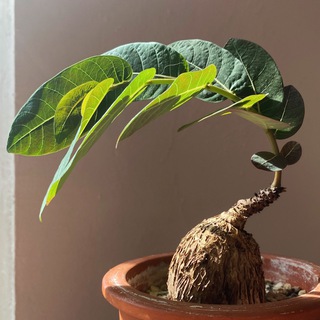 Логотип @strange_plants - Картошьки и ко 🌝 /каудексные растения