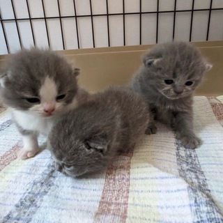 Логотип @strangulat1on - новое утро