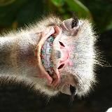 Страусиная ферма