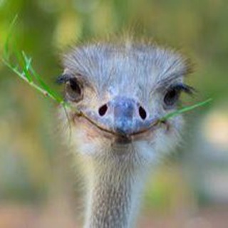 Логотип @straustuyaqush - Straus Farm Group (Tuyaqush/Straus/Ostrich +998977516268)
