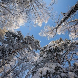 Логотип @strawberryyrs - перехід. ⪩⪩ квітк𑄜вий сад ᯇ ❄️ !!