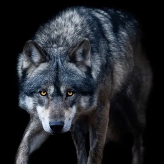 Логотип @streetlive93 - Le loup de la street