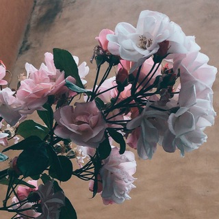 Логотип @stretch7878 - Студия танца «Терпсихора» Chat