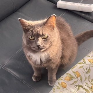 Логотип @strongkitten - сильный котенок