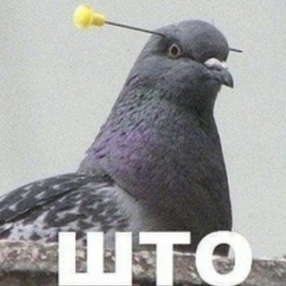 Логотип @stupidpicswithbirds - Картинки с тупыми птицами