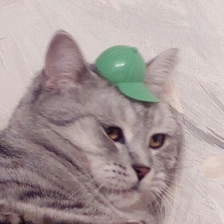 Логотип @stupidpicswithcats - Картинки с тупыми котами